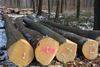 European Hardwood Logs, OAK, BEECH, ASH, MAPLE, BIRCH, Poplar, Walnut