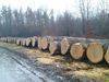 European Hardwood Logs, OAK, BEECH, ASH, MAPLE, BIRCH, Poplar, Walnut