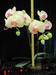 Orchid, Ornamental plant, Phalaenopsis