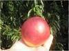 Apples-Idared, Delicious, Mutsu, Prim rose, Elstar, peaches, pears, plums