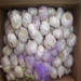 Fresh Pure&Normal white garlic