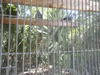 Healthy, hand fed sexed, weaned, parrots for sale now!