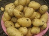Fresh potato, holland origin