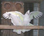 Intellegent weand birds for your home