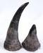 Rhino horns, Elephant tusk, Pangolin Scale and animals skulls for sale