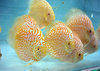 Discus Fish From Malaysia