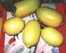 Premium Quality Seedless Yellow Lemons