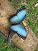 Morpho unmounted butterfly
