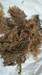 E-cottonii Dried Seaweed