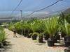 Cycad plants, Export advanced landscape feature plants.