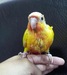 Live parrots