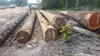 Logs for Sale- Greenheart, Wamara, Tatabu, Darina, Mora, Kabukalli