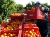 Fresh Fruits, Valencia Orange
