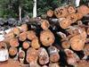 Timber logs, tali wood