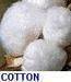 Cotton for spinning