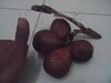 Salak Gula Pasir / Sugar Salacca / Snake Fruit var. Gula Pasir