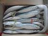 Fresh frozen mackerel