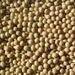 Soybeans #2 non -OGM