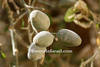Balanites aegyptiacanut, kernel, oil