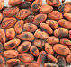 A grade 1 Cocoa Beans