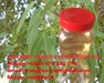 Vietnam Virgin Eucalyptus Oil