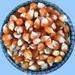 Carob, White Beans, Cumin Seeds, Gallnut, Pop Corn and etc.