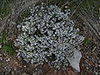 Thymus vulgaris L. (thyme) 