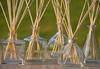 Professional Manufacturer of Reed Diffusers