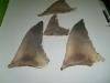 Dry fish maws & dry shark fin