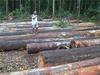 Amazone Tropical Timber