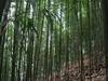 Canna di bamboo