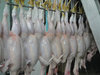 Poultry Slaughter Processing Line
