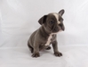 Two Beautiful Blue French Bulldogs For Sale