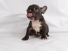 Two Beautiful Blue French Bulldogs For Sale