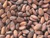 Grade 1 Cocoa Beans