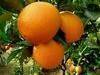 Fresh Navel Orange from China