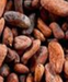 Raw Cocoa seed