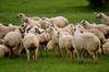 Livestock and Live Sheep