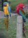 Macaws, cockatoos and african greys for sale