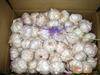 White garlic ready for shipping