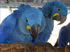Parrots for sale