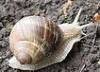 Live snails Helix Pomatia