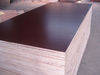 Film faced plywood/Concrete Plywood/Shuttering Plywood/Marine Plywood