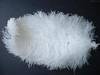 Ostrich Feather