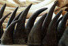 Rhino Horns and Elephant Tusks Available in Stock