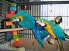 Parrots and Eggs for sale