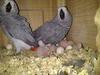Parrots and Eggs for sale