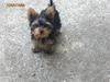 JONATHAN. Free Puppy (Yorkshire Terrier) 