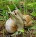 Snails, escargots, helix aspersa Maxima, snail