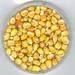 Best Indian Origin Yellow Maize